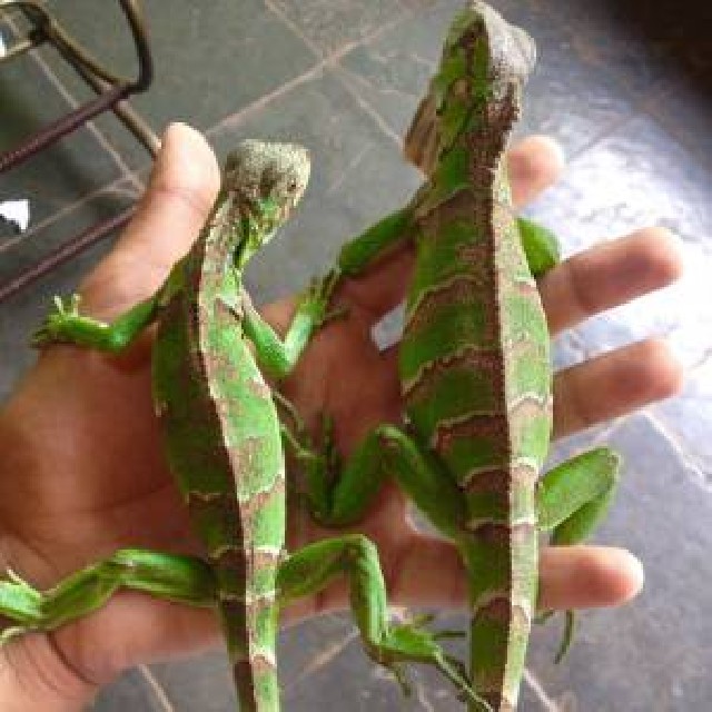 Foto 1 - Iguana